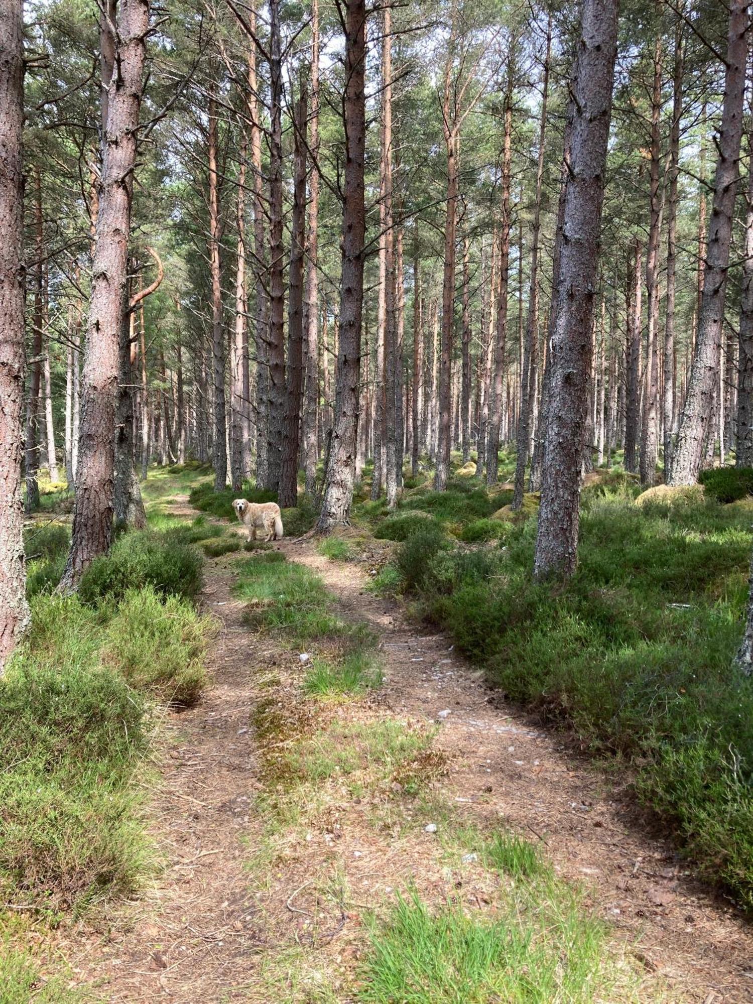 Clashmore Wood Dornoch Buitenkant foto