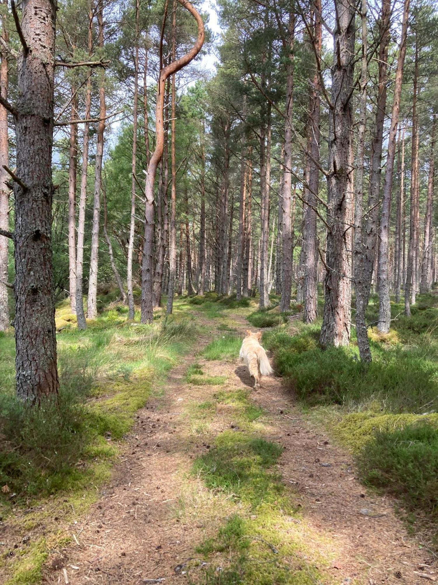 Clashmore Wood Dornoch Buitenkant foto